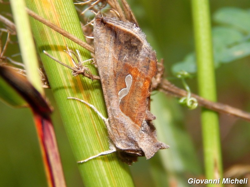 Noctuidae di stasera da confermare